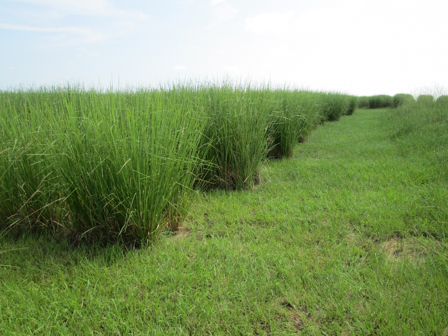 Phyto-Utilization System Using Vetiver Grass in Mississippi